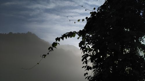 the scenery green vine silhouette fog