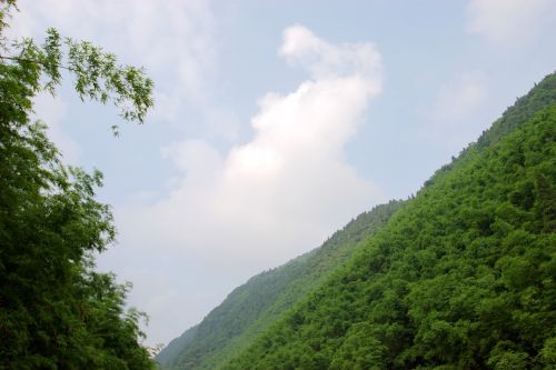 the scenery mountain bamboo