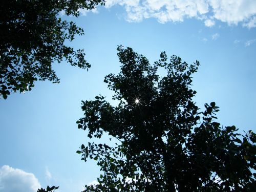 the scenery woods blue sky