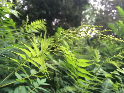 the scenery the leaves summer