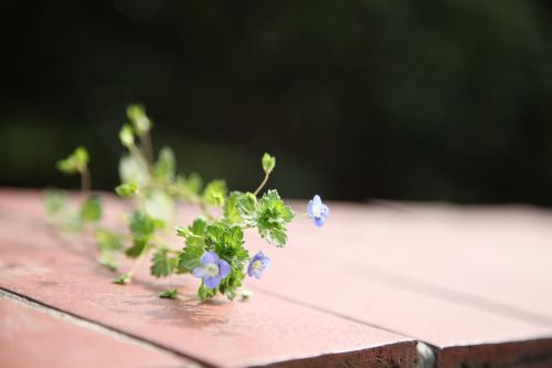 the scenery flowers spring