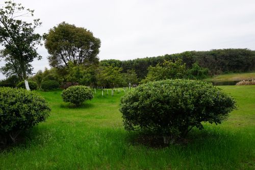 the scenery plant sky