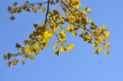 the scenery trees ginkgo