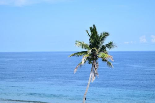 the sea coconut trees blue sky