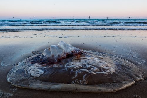the sea beach jellyfish