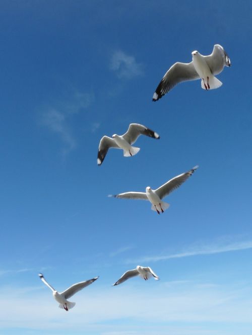 the seagull ptak ornithology