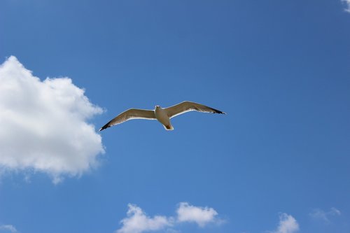 the seagull  flight  heaven