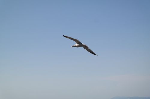 the seagull heaven blue
