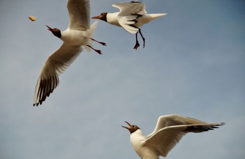 the seagull gulls the seagulls