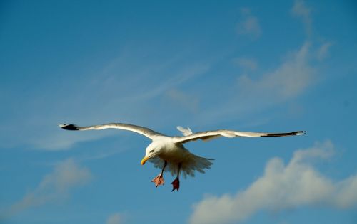 the seagull flies sea bird