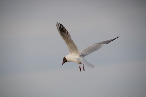 the seagull sea bird flies