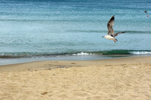 the seagulls sea beach