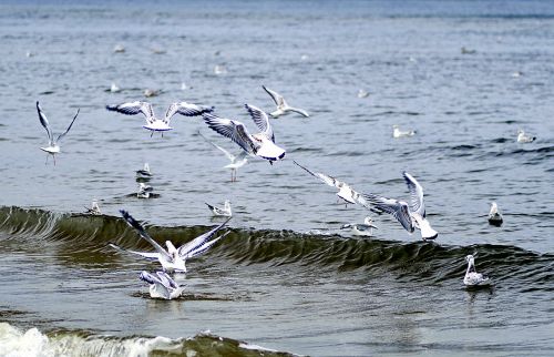 the seagulls seagull śmieszka herd