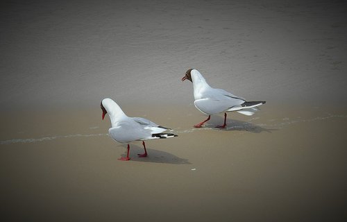 the seagulls  walk on the beach  birds