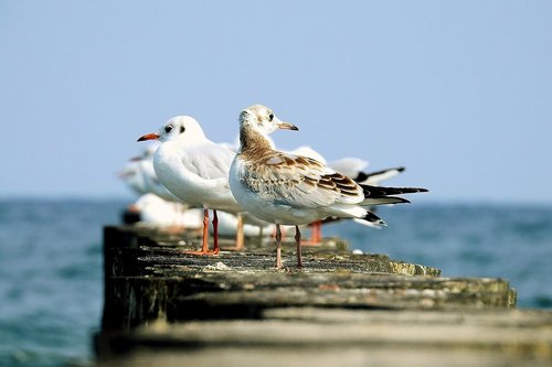 the seagulls  the baltic sea  summer