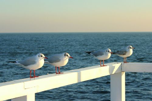 the seagulls the pier sea