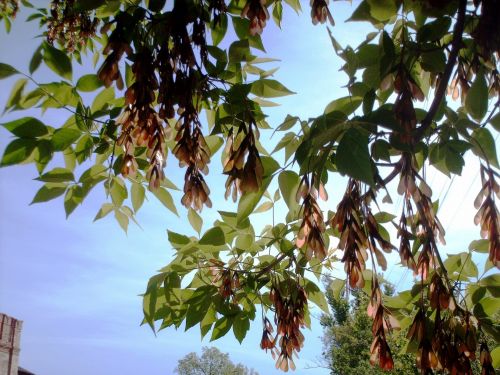 The Seeds Of Ash Against The Sky