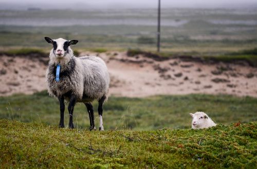 the sheep sheep animals