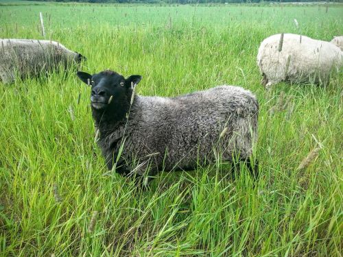 the sheep black meadow