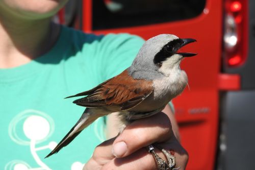 the shrike lanius collurio ornithology