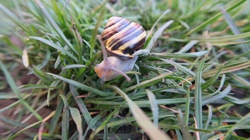 the sight of a snail  spring  garden