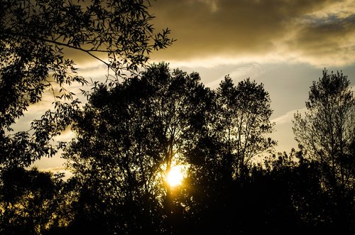 the silhouette  sunset  in the evening