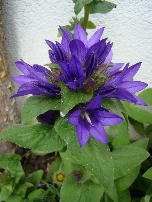 the skein-bell flower bellflower flower