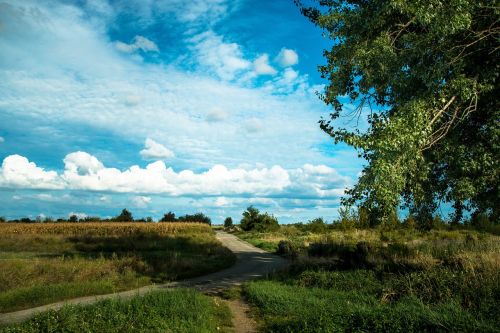 the sky field summer