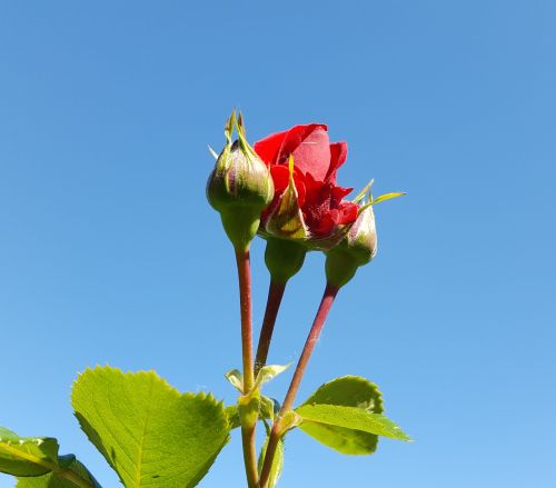 the sky summer rose