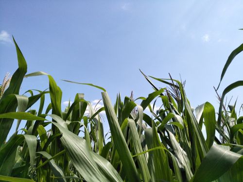 the sky grass corn