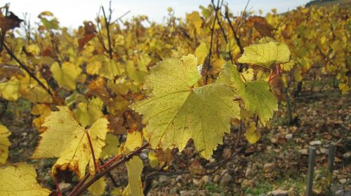 the slopes of corton in the fall vines vine leaves