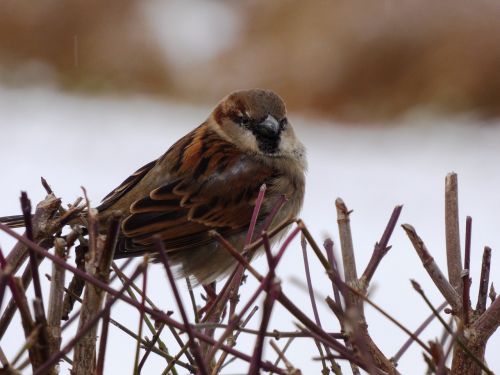 the sparrow sparrows bird