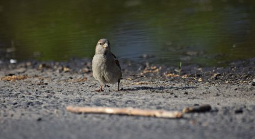 the sparrow bird nature