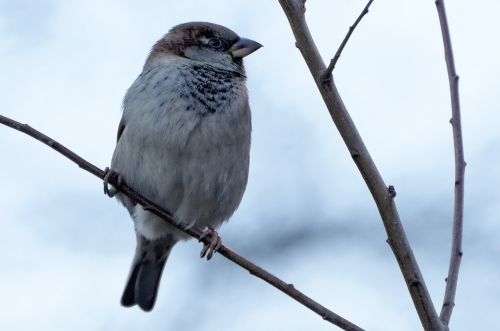the sparrow bird volatile