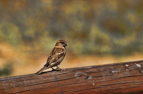 the sparrow bird nature