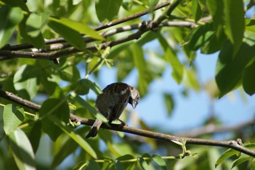 the sparrow gray brown