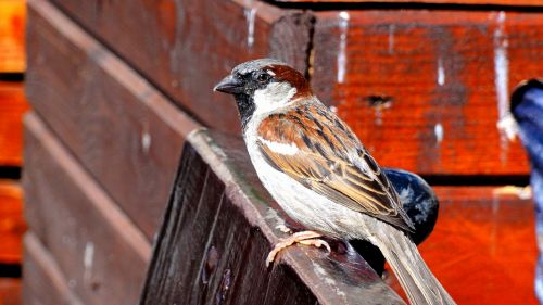 the sparrow sparrow common bird