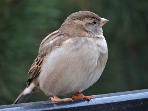the sparrow bird gray