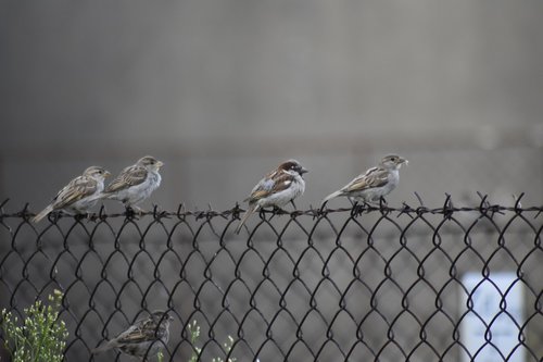 the sparrow  the fence  bird