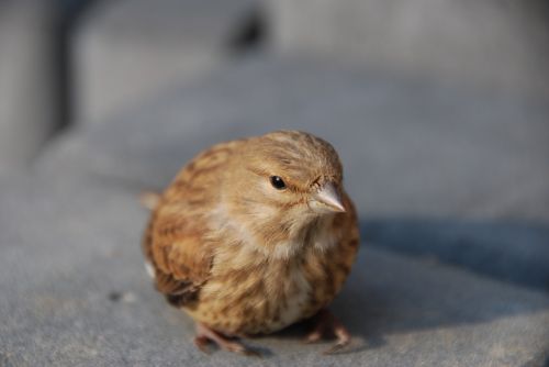 the sparrow bird nature