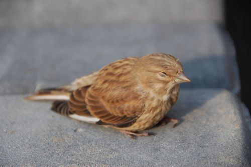 the sparrow bird nature