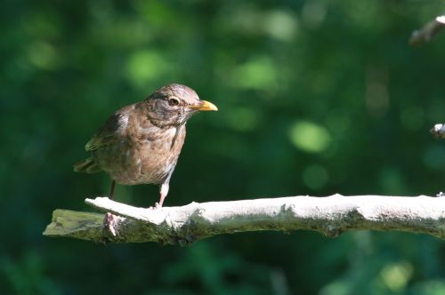 the sparrow bird forest