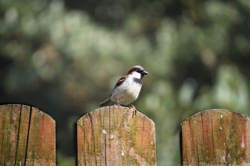 the sparrow bird nature