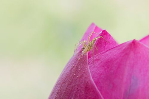 the spider lotus pink lotus