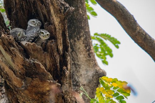 the spotted owlet athene brama spotted owlet