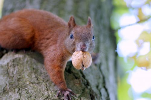 the squirrel walnut snout