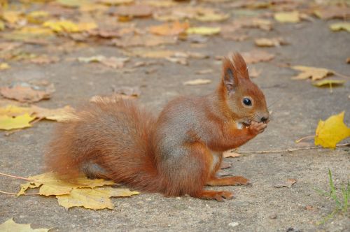 the squirrel park autumn