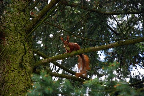 the squirrel forest tree