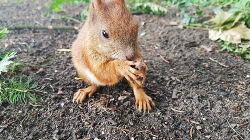 the squirrel animals nature