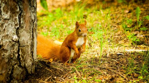 the squirrel forest ruda